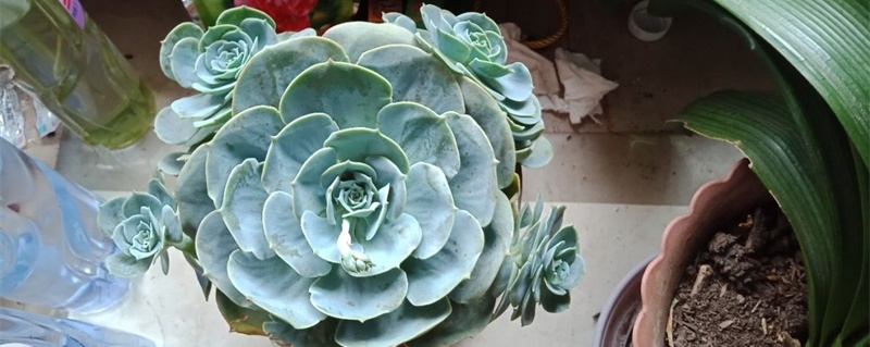 玉蝶怎么养容易长侧芽