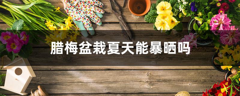 腊梅盆栽夏天能暴晒吗 腊梅盆栽夏天能暴晒吗