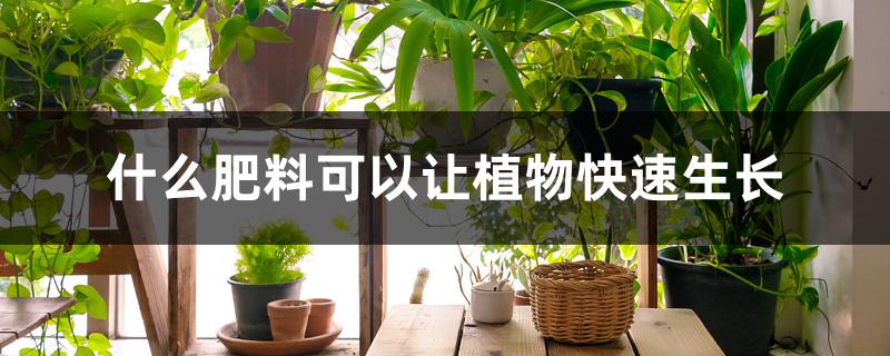 什么肥料可以让植物快速生长 什么肥料可以让植物快速生长
