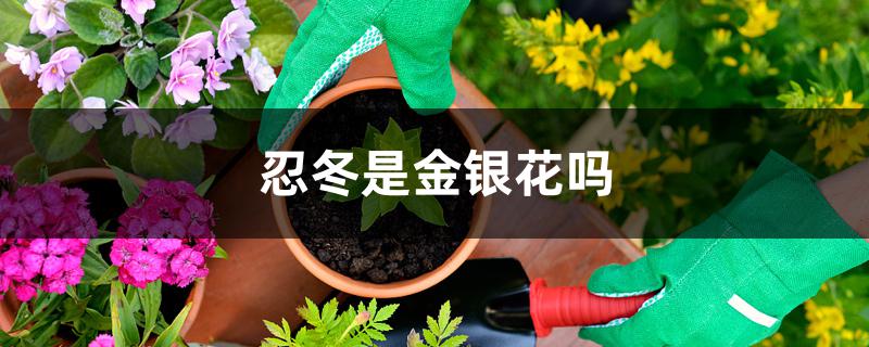 忍冬是金银花吗 忍冬是金银花吗