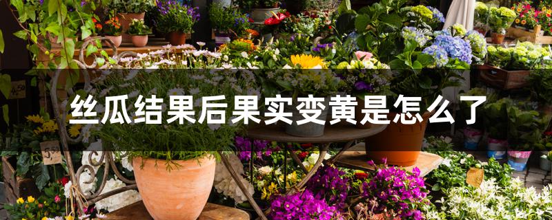 丝瓜结果后果实变黄是怎么了 丝瓜结果后果实变黄是怎么了