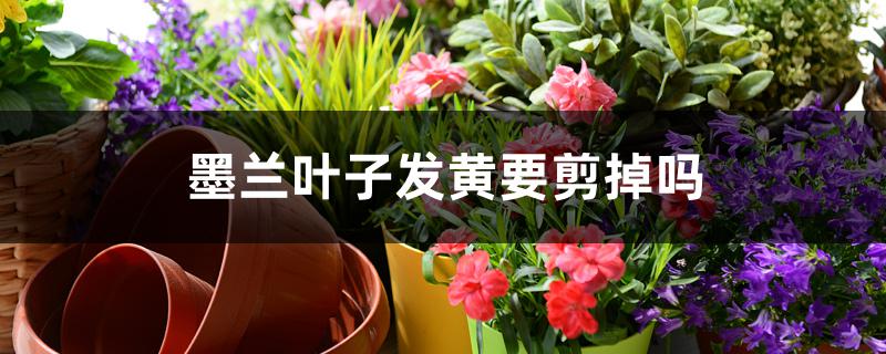 墨兰叶子发黄要剪掉吗 墨兰叶子发黄要剪掉吗