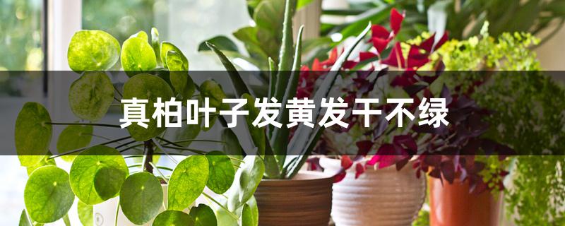 真柏叶子发黄发干不绿 真柏叶子发黄发干不绿