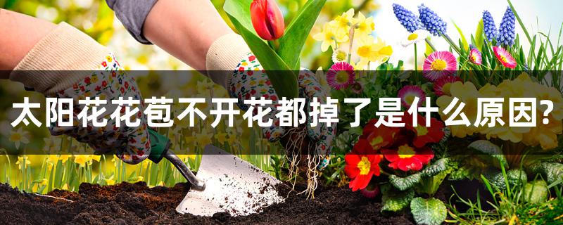太阳花花苞不开花都掉了是什么原因? 太阳花花苞不开花都掉了是什么原因?