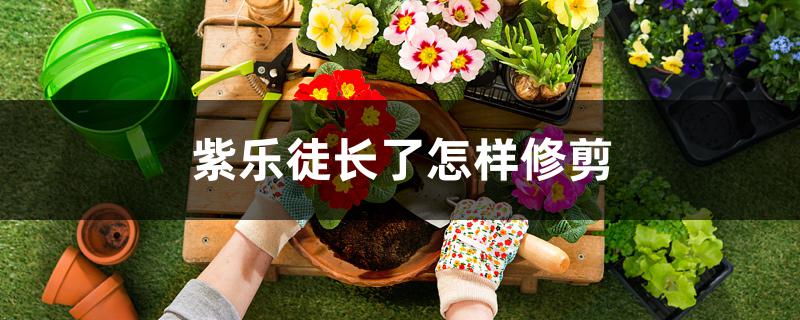 紫乐徒长了怎样修剪 紫乐徒长了怎样修剪