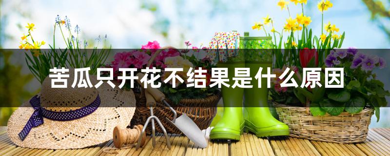 苦瓜只开花不结果是什么原因