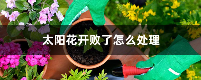太阳花开败了怎么处理 太阳花开败了怎么处理