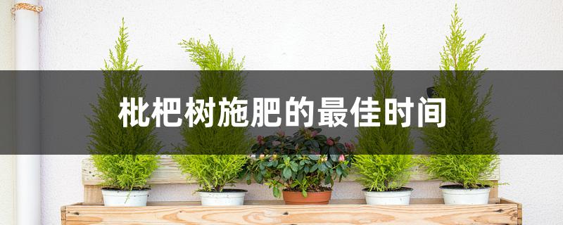 枇杷树施肥的最佳时间 枇杷树施肥的最佳时间