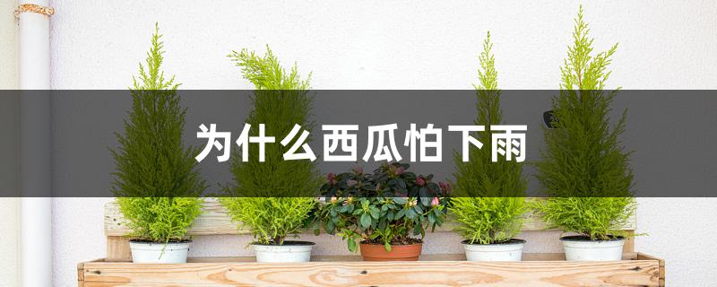 为什么西瓜怕下雨 为什么西瓜怕下雨