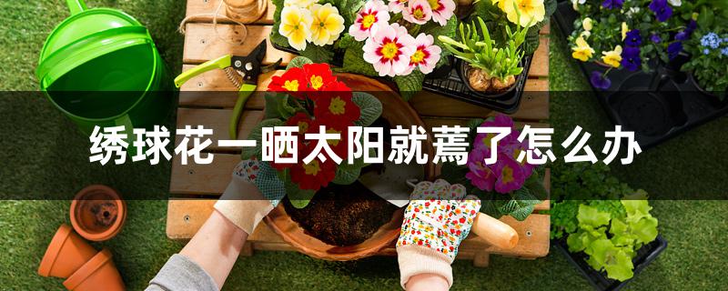 绣球花一晒太阳就蔫了怎么办 绣球花一晒太阳就蔫了怎么办