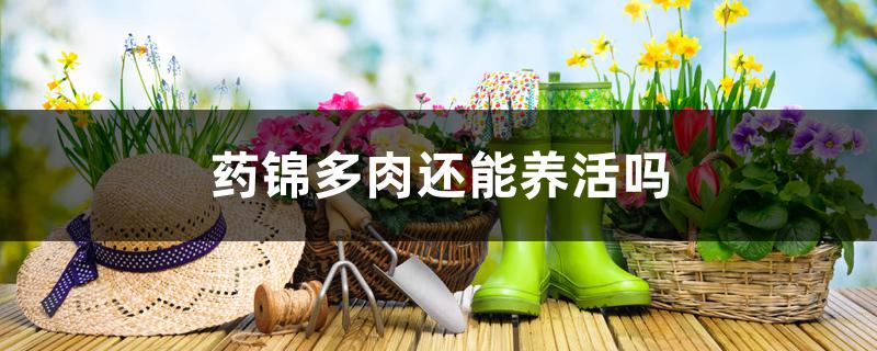 药锦多肉还能养活吗 药锦多肉还能养活吗
