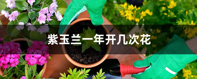紫玉兰一年开几次花 紫玉兰一年开几次花