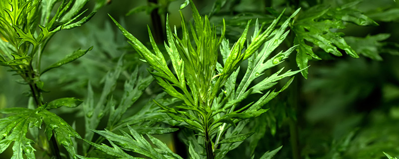 艾蒿和艾草的区别 艾蒿和艾草的区别