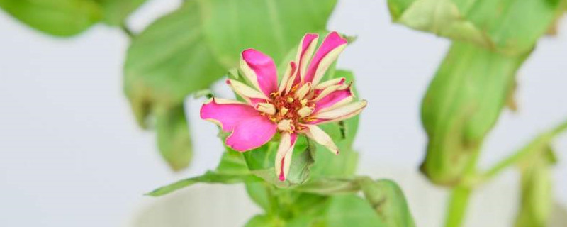 百日菊种子种植方法 百日菊种子种植方法