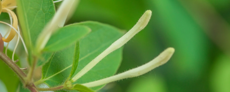 金银花种植方法及时间 金银花种植方法及时间