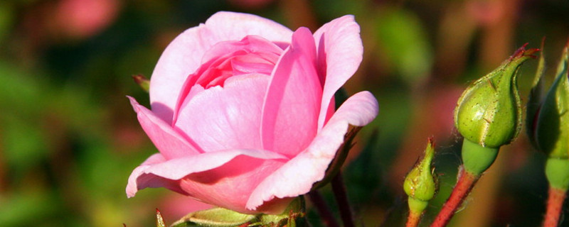 玫瑰花怎么栽种 玫瑰花怎么栽种