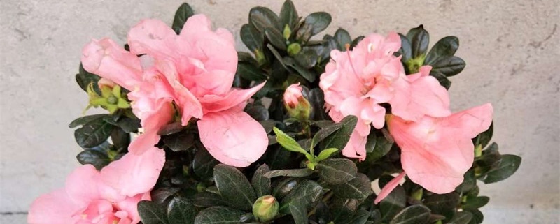 梅雨季节养花注意事项 梅雨季节养花注意事项