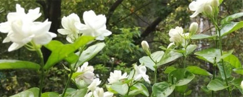 茉莉花怎么剪枝 茉莉花怎么剪枝