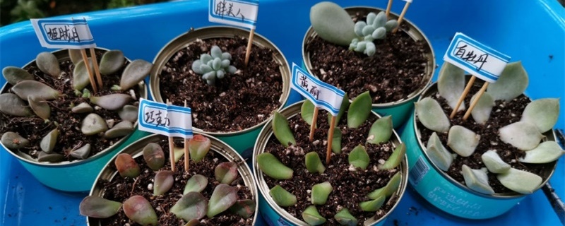 多肉植物的扦插方法 多肉植物的扦插方法