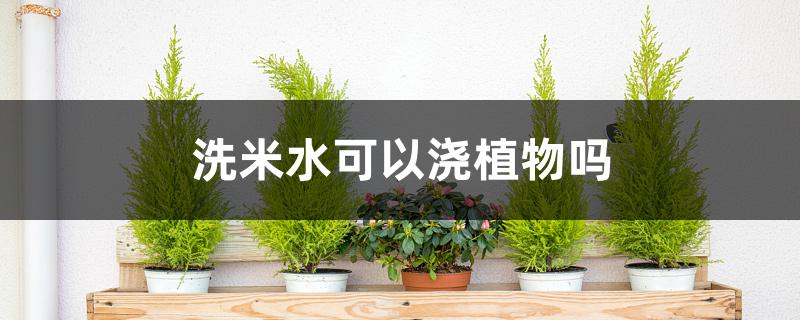 洗米水可以浇植物吗 洗米水可以浇植物吗