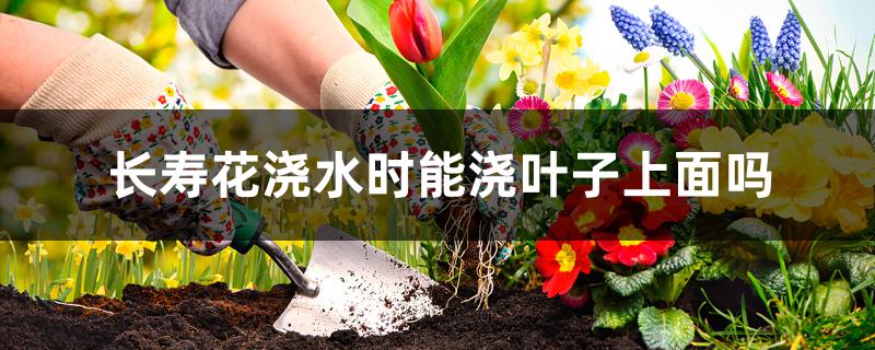 长寿花浇水时能浇叶子上面吗 长寿花浇水时能浇叶子上面吗