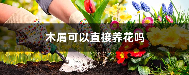 木屑可以直接养花吗 木屑可以直接养花吗