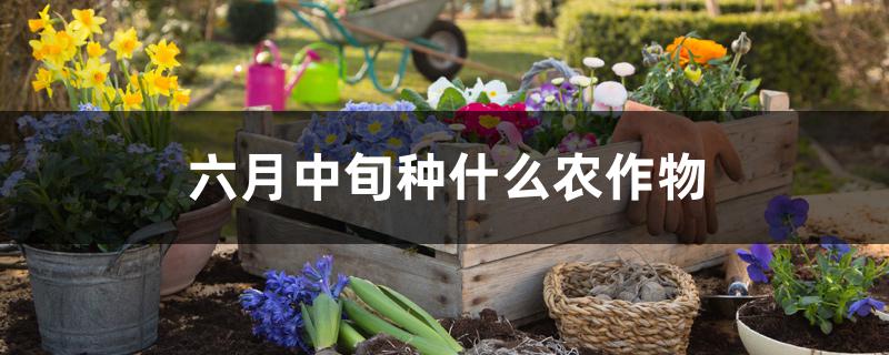 六月中旬种什么农作物 六月中旬种什么农作物
