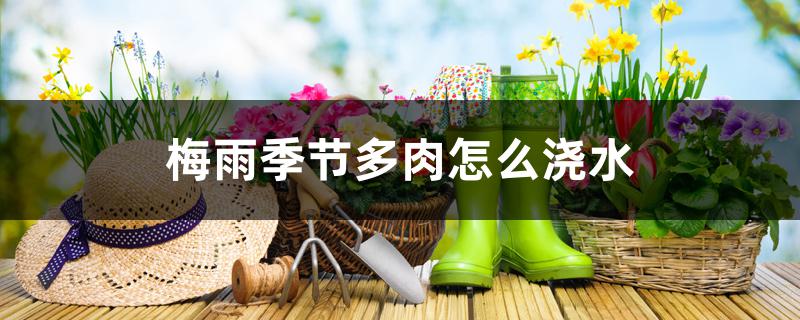 梅雨季节多肉怎么浇水 梅雨季节多肉怎么浇水