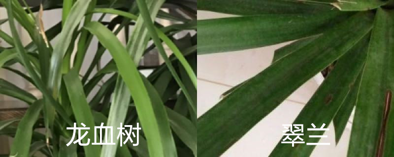 龙血树和翠兰的区别 龙血树和翠兰的区别