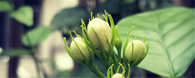 茉莉掉花苞怎么办 茉莉掉花苞怎么办