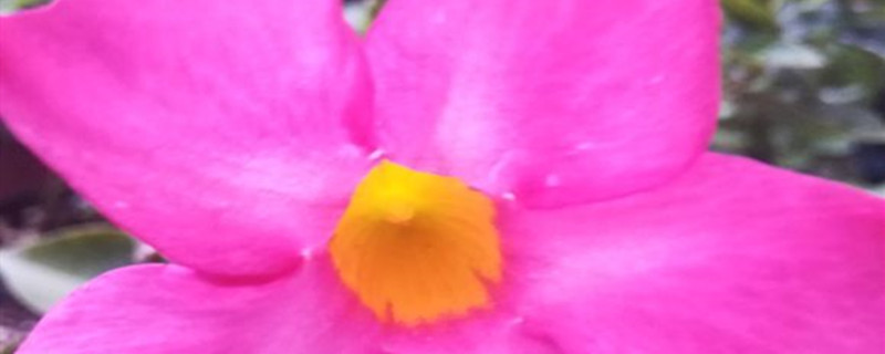 飘香藤不开花什么原因 飘香藤不开花什么原因