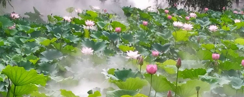 水缸种莲藕怎么种 水缸种莲藕怎么种