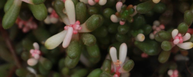 雅乐之舞到夏天叶子都掉光了怎么办? 雅乐之舞到夏天叶子都掉光了怎么办?