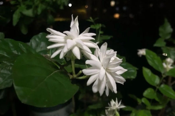 栀子、茉莉…竟有5个品种,一个比一个香,叶子带花纹的更值钱! 栀子、茉莉…竟有5个品种,一个比一个香,叶子带花纹的更值钱!