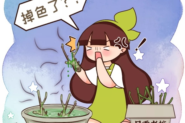 这花不能买,白送都别要,养不活惹一肚子气! 这花不能买,白送都别要,养不活惹一肚子气!
