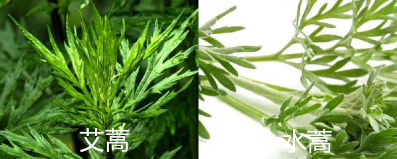 艾蒿和水蒿怎么区别 艾蒿和水蒿怎么区别