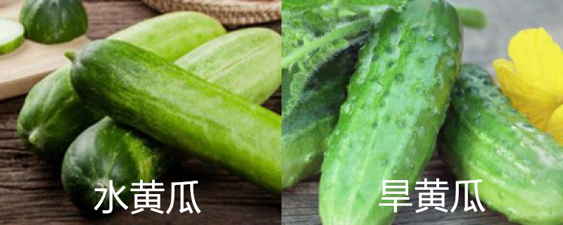 水黄瓜和旱黄瓜有什么区别 水黄瓜和旱黄瓜有什么区别