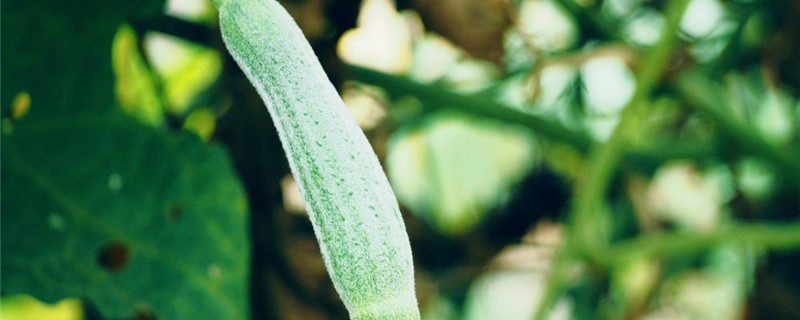 丝瓜只有雌花没有雄花怎么办 丝瓜只有雌花没有雄花怎么办