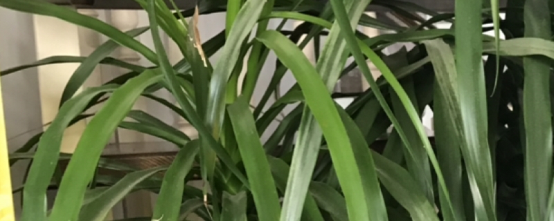 龙血树太高了怎么锯 龙血树太高了怎么锯