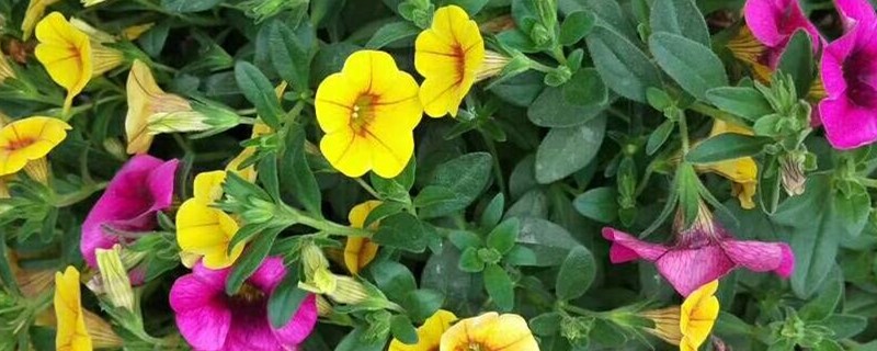 舞春花怎么留到第二年 舞春花怎么留到第二年