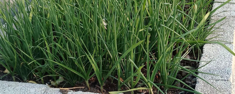 夏天大蒜怎么打破休眠 夏天大蒜怎么打破休眠