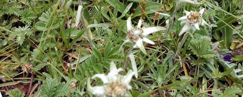雪绒花的寓意 雪绒花的寓意