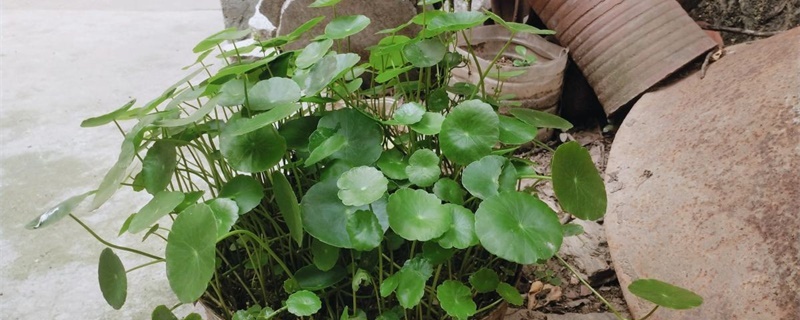 适合水养的室内植物 适合水养的室内植物