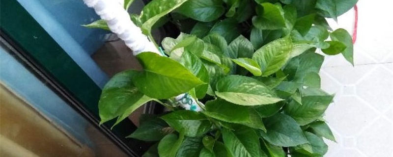 自制绿萝柱不用棕榈皮 自制绿萝柱不用棕榈皮