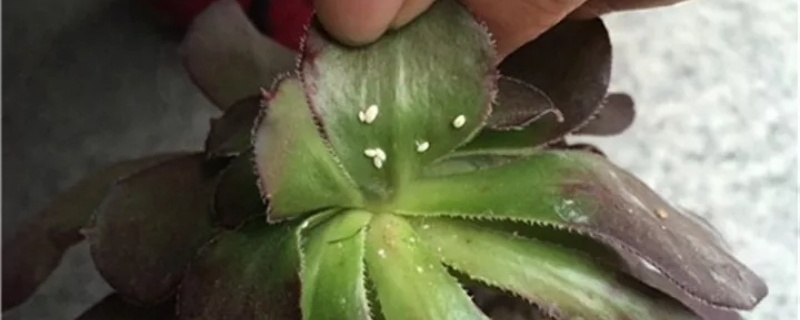 防治害虫的三种方法 防治害虫的三种方法