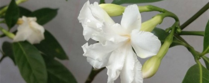 水晶茉莉的养殖方法和注意事项 水晶茉莉的养殖方法和注意事项