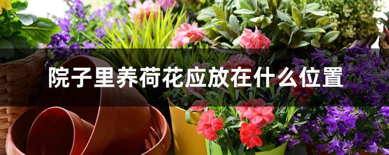 院子里养荷花应放在什么位置 院子里养荷花应放在什么位置