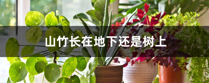 山竹长在地下还是树上 山竹长在地下还是树上