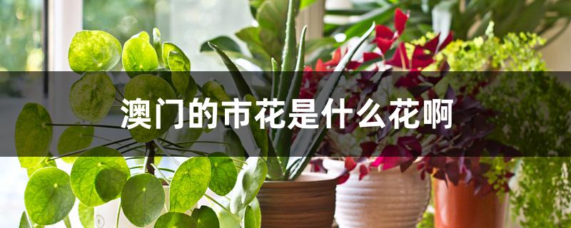 澳门的市花是什么花啊 澳门的市花是什么花啊