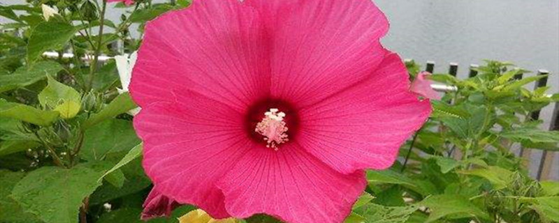 芙蓉葵种植方法和时间 芙蓉葵种植方法和时间